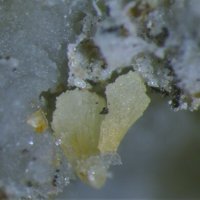 Caysichite-(Y)