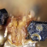 Batiferrite