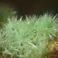 Agardite-(La)