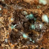 Agardite-(Nd)