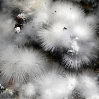 Canavesite, Dypingite