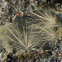 Lanarkite