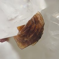 Rappoldite
