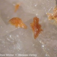 Rappoldite