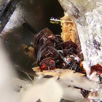 Barwoodite
