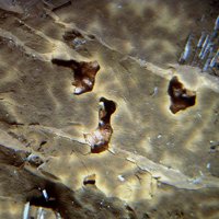 Caryochroite