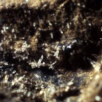 Caoxite