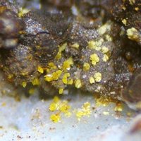 Cassedanneite