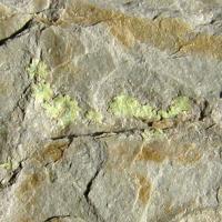 Abernathyite, Heinrichite