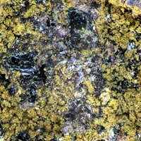 Rauvite