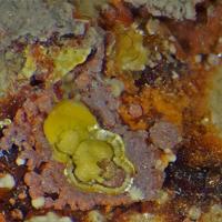 Calcurmolite, Umohoite, Parauranophane