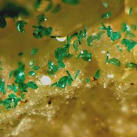 Sabelliite
