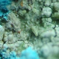 Carrboydite, Aurichalcite