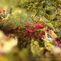 Barnesite, Steigerite