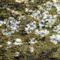 Uralolite