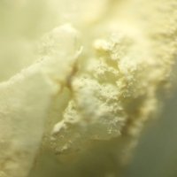Carlosbarbosaite