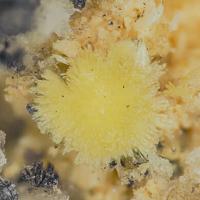 Adranosite-(Fe)