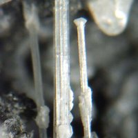 Kaliophilite