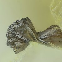 Raspite