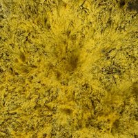 Urancalcarite