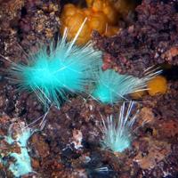 Agardite-(Nd)