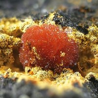 Uranosphaerite
