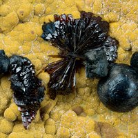 Earlshannonite, Rockbridgeite