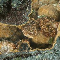 Jamesite, Duftite, Goethite