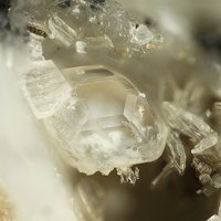 Farneseite