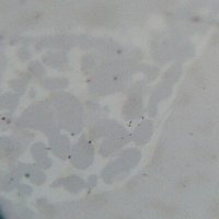 Naquite, Gupeiite, Xifengite