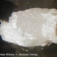 Dashkovaite