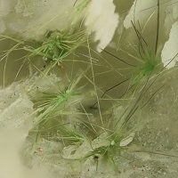 Jamborite, Millerite