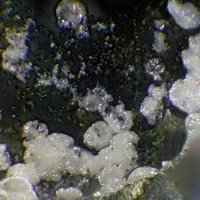 Ecdemite