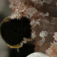 Rankachite