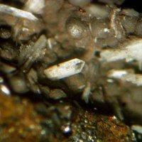 Carlhintzeite