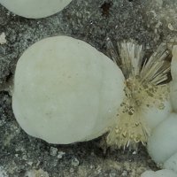 Faustite, Wavellite, Quartz