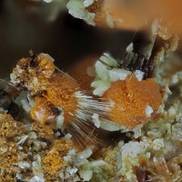 Uranosphaerite, Trögerite, Uranophane