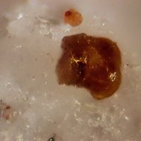 Gasparite-(Ce)