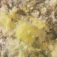 Rabbittite, Schröckingerite