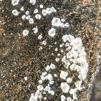 Salammoniac