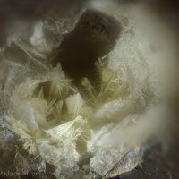 Carlosbarbosaite
