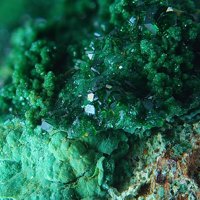 Carrboydite, Gillardite, Gaspéite