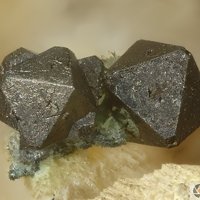 Vaesite