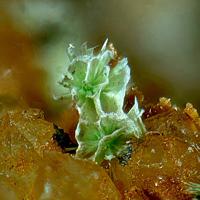Agardite-(La)