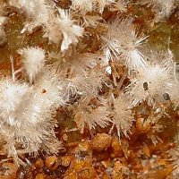 Rapidcreekite, Quartz