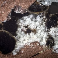 Rankachite