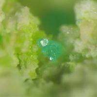 Bandylite, Betpakdalite-NaCa