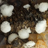 Uklonskovite