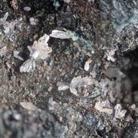 Palmierite
