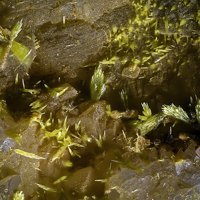 Gartrellite